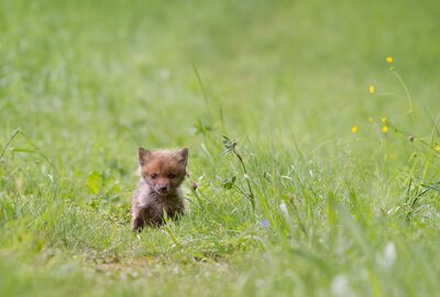 Fuchswelpe im Gras