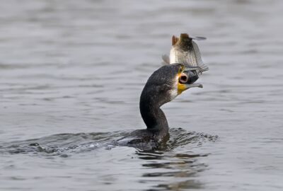 Kormoran mit Fisch