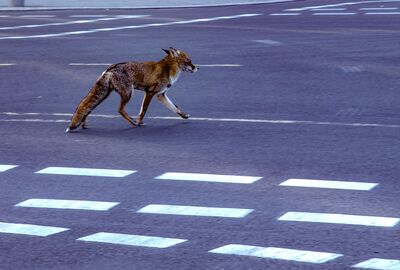 Fuchs beim Überqueren einer Straße