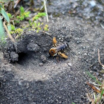 Hosenbiene vor dem Eingang ihres Nests am Boden