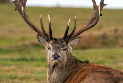 Hirsch liegt mit seinem großen Geweih auf einer Wiese und schaut Richtung Kamera