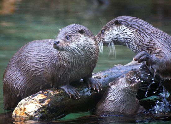 Otter in freier Wildbahn