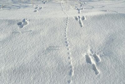 Abdrücke von Hasenpfoten im Schnee