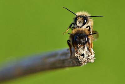 Wildbienen bei der Fortpflanzung