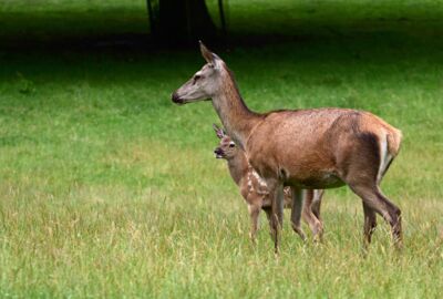 Hirschkuh steht neben ihrem Kalb auf einer Wiese