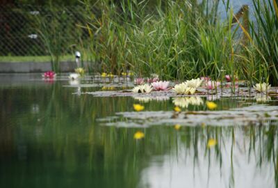 Teich mit Seerosen