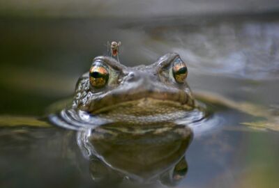 Frosch mit Mücke auf dem Kopf