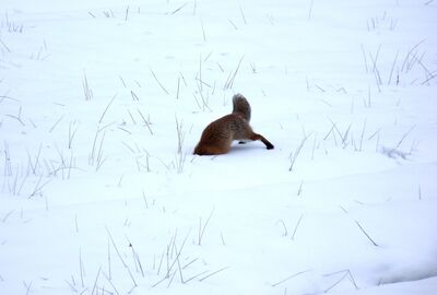 Fuchs Kopfsprung Schnee