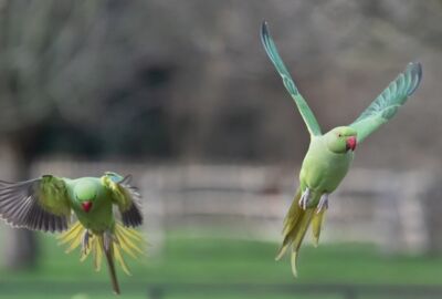 Zwei Halsbandsittiche im Flug