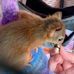 Neugieriges Eichhörnchen beim Fressen