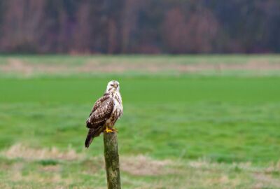 Mäusebussard auf Zaun