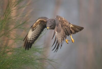 Mäusebussard im Flug